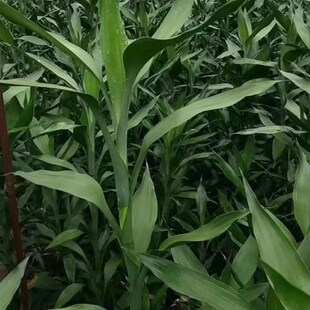 带根富贵竹1米2至1米8粗壮易养净化空气去甲醛家用办公绿植