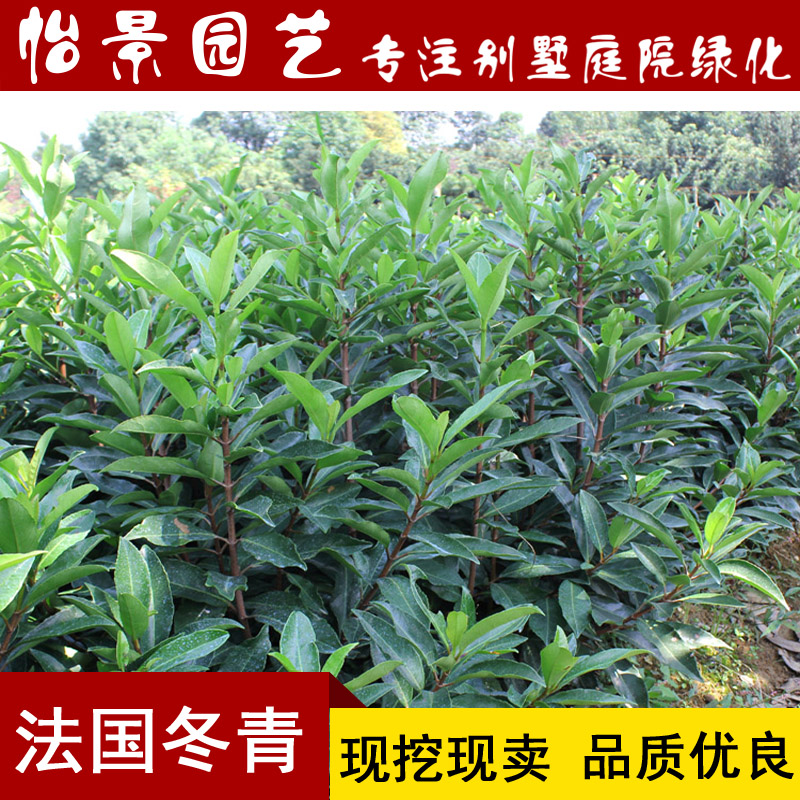 法国冬青苗 法国冬青树珊瑚树苗法国冬青小苗珊瑚树苗篱笆苗 苗木