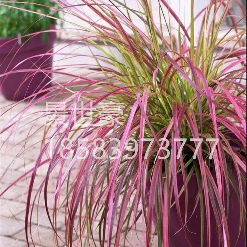 火焰紫叶狼尾草红q草观常草狗尾巴草狗仔尾老鼠狼芮草