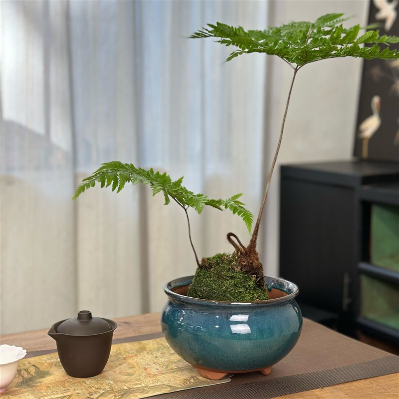 苔藓球专用花盆水培盘红鳞蕨盆观音E竹花盆蕨类植物花盆陶瓷水培