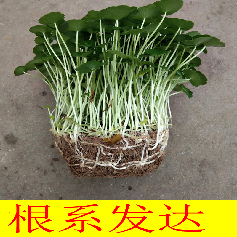 聚财铜钱草室内办公室盆栽水养花卉绿植金钱草净化空气水培植物