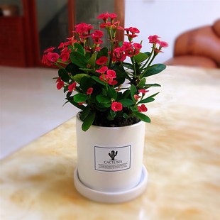 虎刺梅盆栽铁海棠四季开花阳台客厅花盆景海棠花绿植花卉带花植物