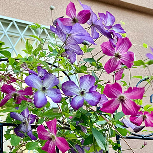 伟伟园艺 铁线莲薇妮莎 花园庭院攀爬小苗强健重瓣 耐寒 新手推