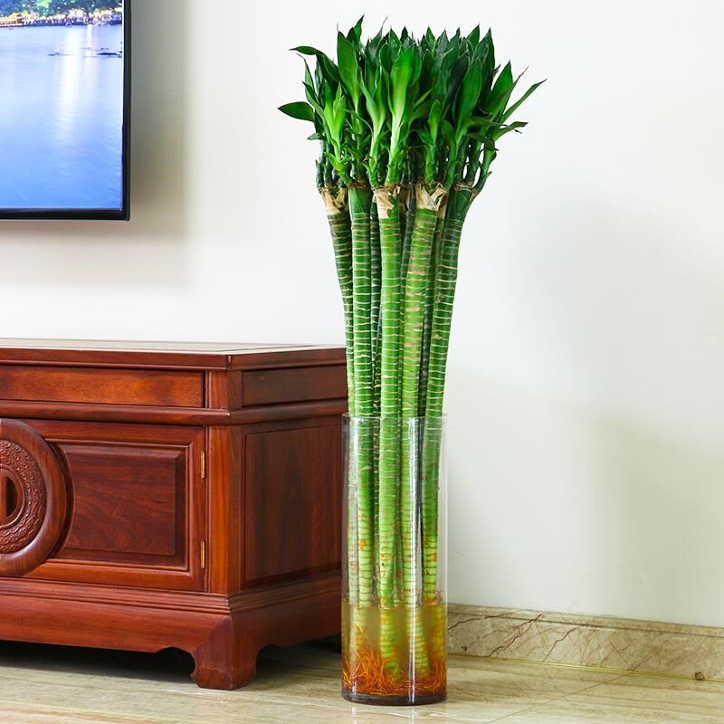 适合水养的花龙竹有根节节高富贵竹水培四季家养绿植水竹粗杆花卉