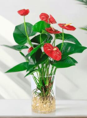 年宵花水培火鹤花鸿运当头卡利小大红色星室内净化净化空气好养绿