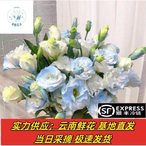 洋桔梗鲜花 云南昆明鲜花直批花店婚庆用花摆地摊鲜花团购货源