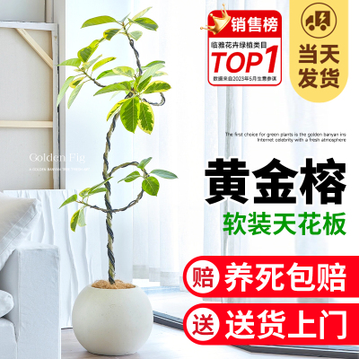 黄金榕绿植盆栽室内客厅落地大型绿植物橡皮树苗大号落地花盆老桩