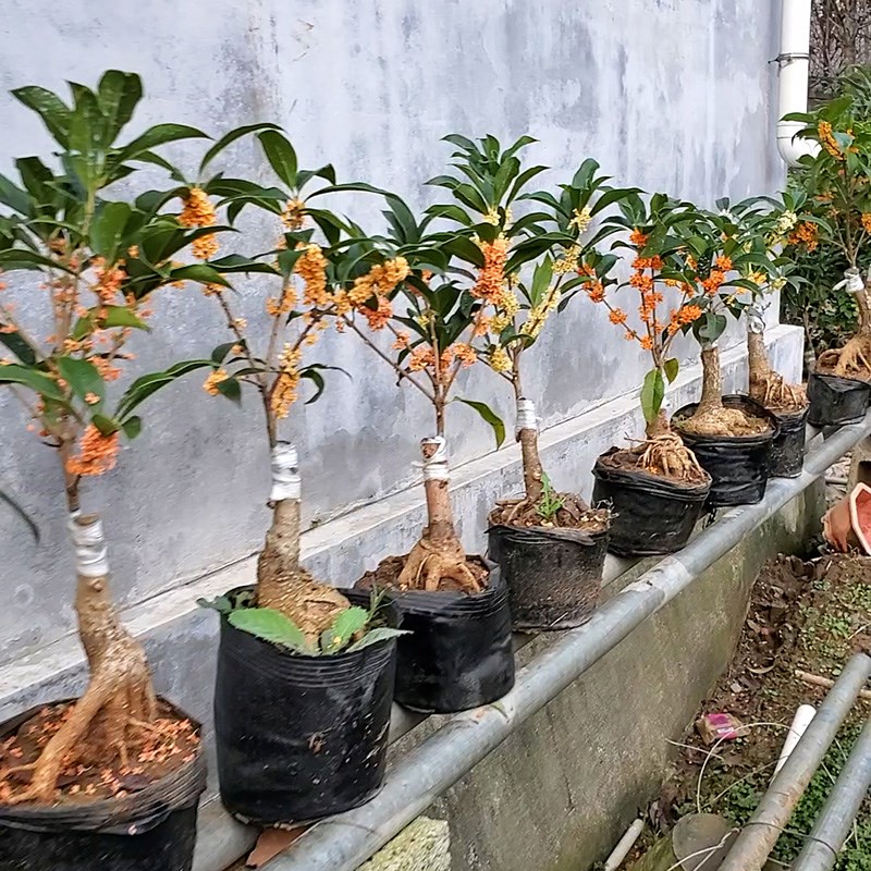 桂花盆景金桂盆栽丹桂绿植四季桂树苗日香桂嫁接沉香桂花带八月花