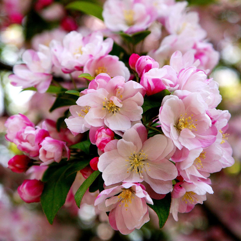 绚丽四季海棠花树苗盆栽西府海棠花庭院阳台耐寒花卉植物垂丝海棠