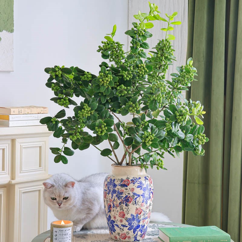 带叶冬青果绿色鲜花无刺枸骨野趣小果治愈新鲜真的鲜切枝水养插花