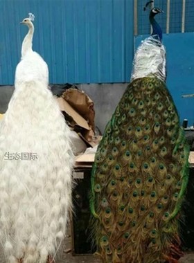 天然蓝孔雀标本 白孔雀q羽毛仿真鸟类动物标本 装饰品摆件手工艺
