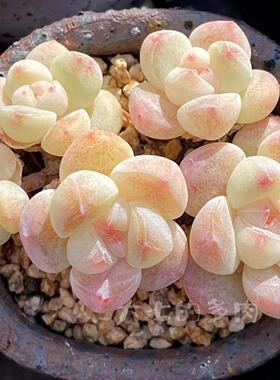 冰玉精控精养糖心群生老桩一物一拍多肉植物大七的多肉