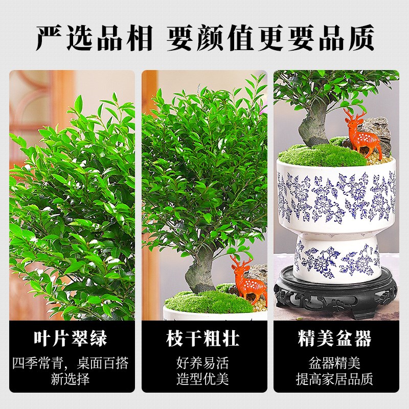 老桩小叶紫檀净化空气观叶盆栽绿植桌面观景把棒棒糖造型