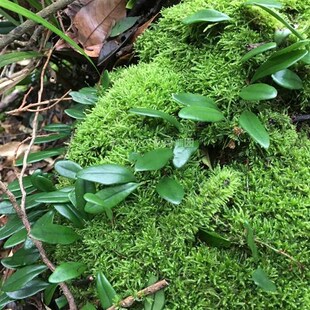 叶形随机伏石蕨抱树莲雨林缸水陆造景假山石绿化背景板植物墙