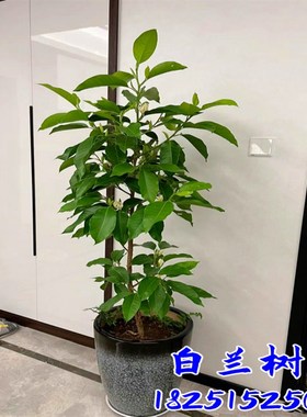 盆栽白兰花树苗黄桷兰花别墅庭院室内大型花卉四季常青浓香风景树