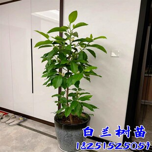 盆栽白兰花树苗黄桷兰花别墅庭院室内大型花卉四季常青浓香风景树