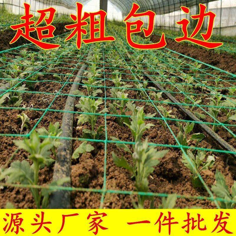 出口材质菊花网专用康乃馨