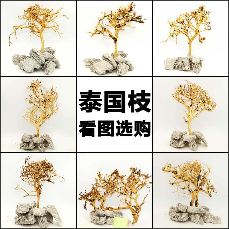 鱼缸造景木枯木泰国沉木细枝小号小型莫斯树骨架泰国枝迎客松树形