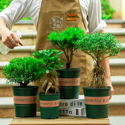 罗汉松盆栽小叶赤楠榕树六月雪室内阳台植物室外老桩盆景绿植树苗