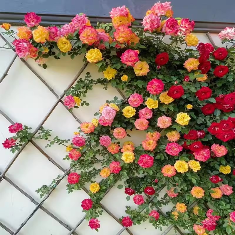 藤彩虹藤本月季花苗盆栽爬藤植物四季开花卉阳台庭院玫瑰蔷薇爬墙