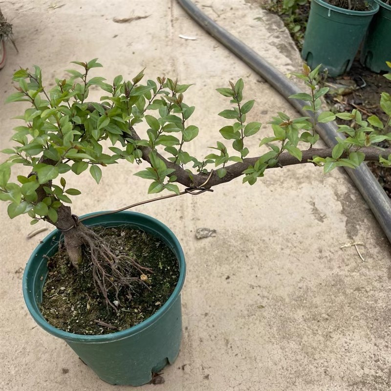 悬崖小叶红芽雀梅盆景老桩v提根柳叶栀子花树苗游龙造型胡椒木老