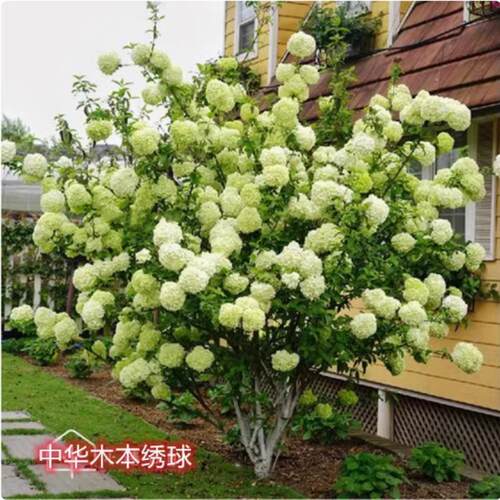 中华木绣球树苗 当年开花庭院地栽绣球花苗 大花斗球苗木盆栽适用