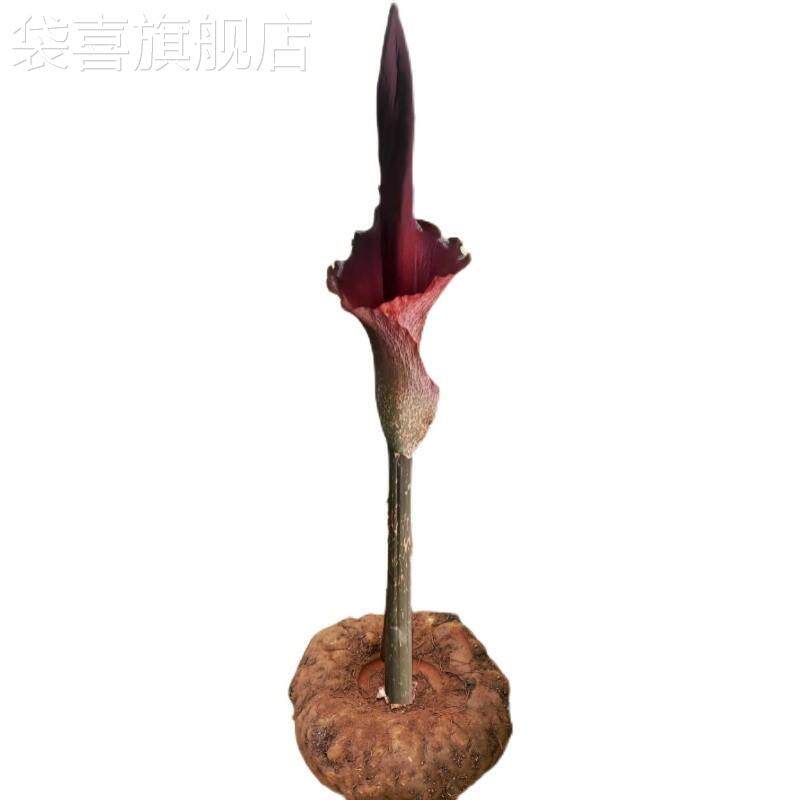 今年新晒魔芋干花中草药用魔芋花可食用魔芋花一颗价