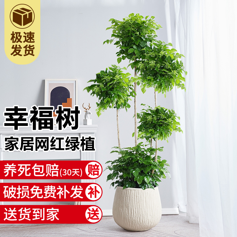 幸福树客厅盆栽大绿植室内大型办公室禄植落地式真花四季常青好养