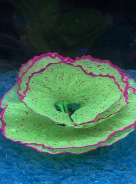 鱼缸造景仿真生菜珊瑚花果海底景物软体荧光硅胶珊瑚礁假水草摆件