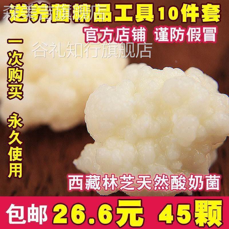 西藏雪莲菌种 藏灵菇菌 天山雪莲菌 自制酸奶菌种 开菲尔菌
