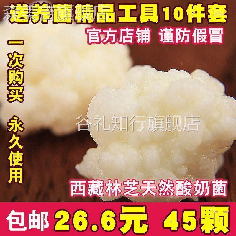 西藏雪莲菌种 藏灵菇菌 天山雪莲菌 自制酸奶菌种 开菲尔菌