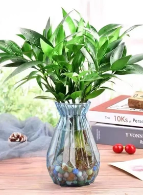 【水培竹柏】水养盆栽绿植水培竹柏花卉办公好养四季常青竹柏xw2