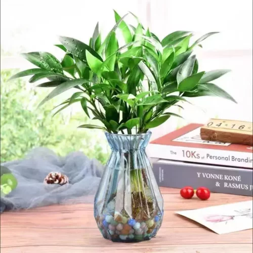 【水培竹柏】水养盆栽绿植水培竹柏花卉办公好养四季常青竹柏xw2