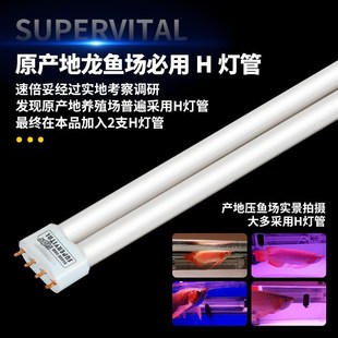速倍妥霞光号龙鱼发色灯管鱼缸增艳灯观赏红龙三基色T5全光谱