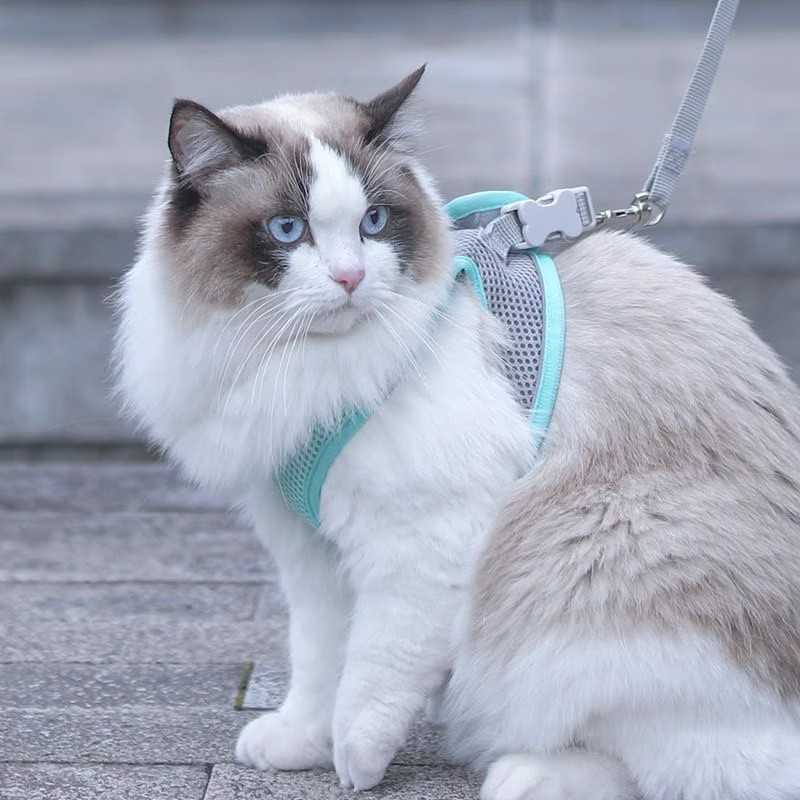 下单立减50猫咪专用防挣脱背心式