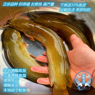 正宗皇妃一号塘角鱼苗 三黄塘鲺 塘角鱼 本地塘鲺 土塘鲺