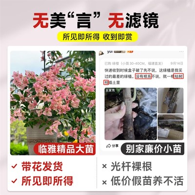 稀品卡亚塔三角梅盆栽带花重瓣爬藤花卉植物室内阳台特大苗四季开
