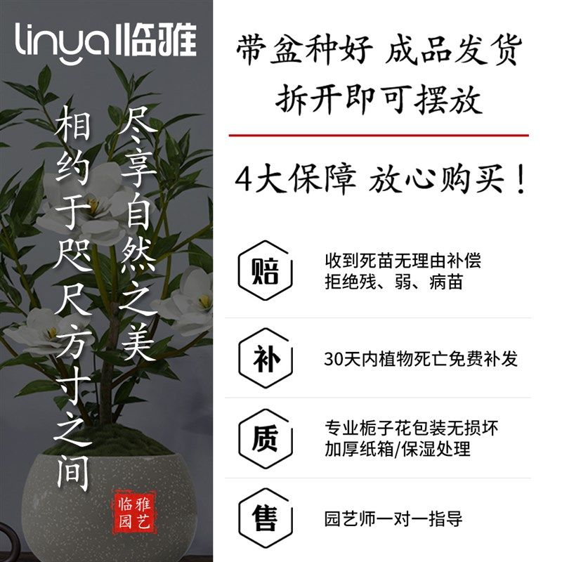 小叶栀子花新中式盆栽植物室内好养办公室桌面盆景四季开花小绿植