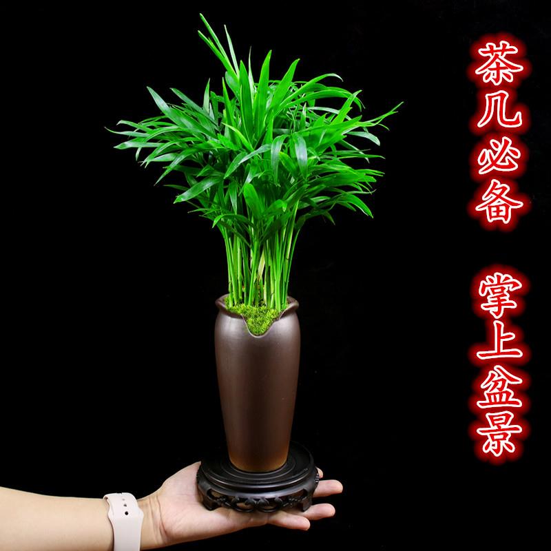 袖珍椰子盆栽办公室内好养植物客厅茶几禅意盆景四季常青桌面绿植