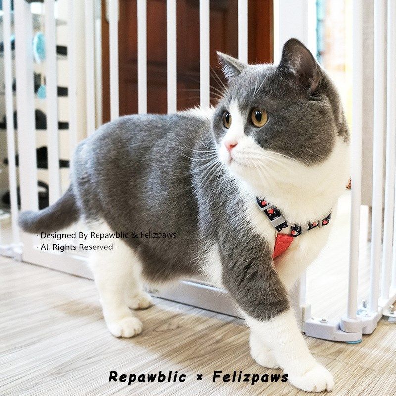 猫咪牵引绳防挣脱外出专用工字型胸背带遛猫绳子幼猫可调节猫链子,宠物/宠物食品及用品,猫牵引绳,淘宝优惠券,粉丝福利购,淘宝优惠卷