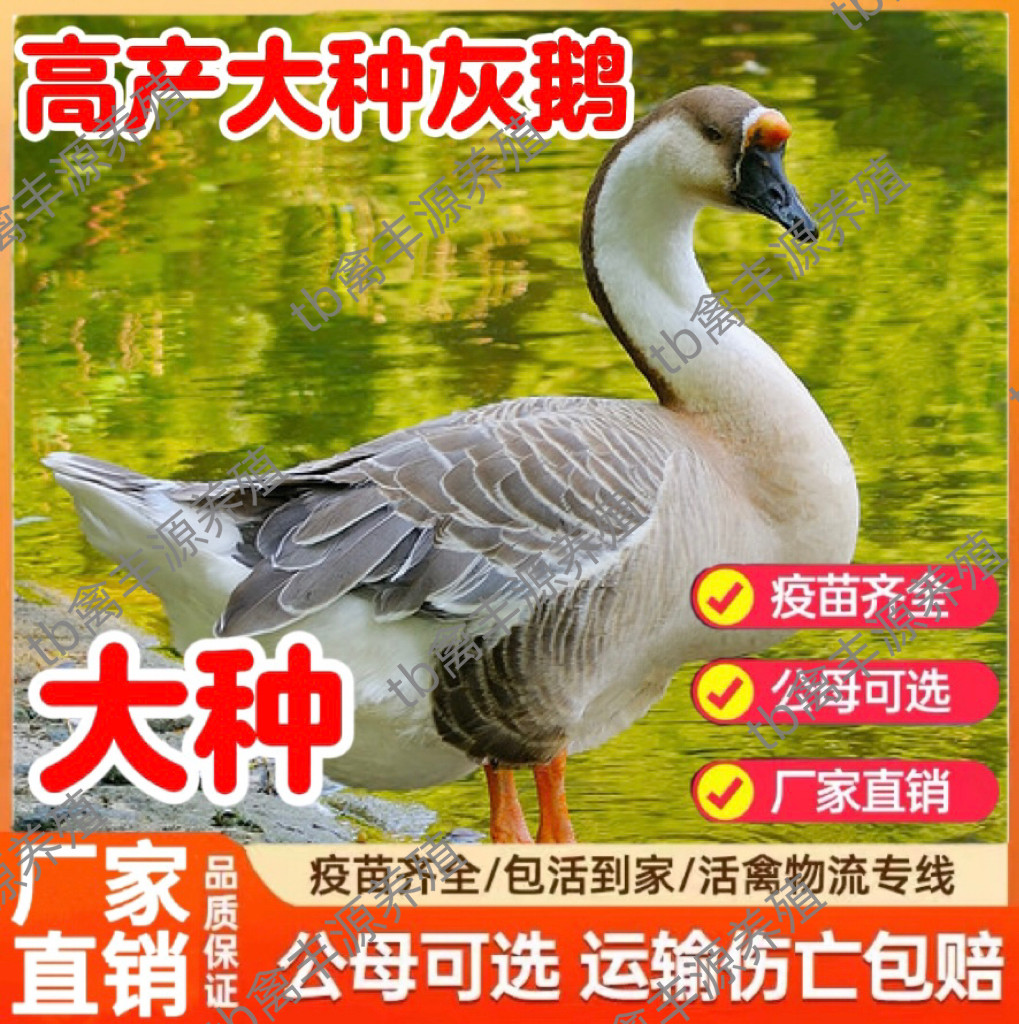 纯种灰鹅活苗大雁鹅活苗小鹅活苗鹅活体正宗一斤大种灰鹅活苗特大