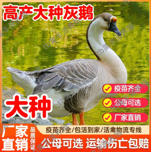 纯种灰鹅活苗大雁鹅活苗小鹅活苗鹅活体正宗一斤大种灰鹅活苗特大
