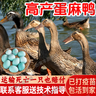 纯种产蛋麻鸭活苗半大脱温小鸭子活苗高产蛋鸭子活苗绿壳蛋鸭子