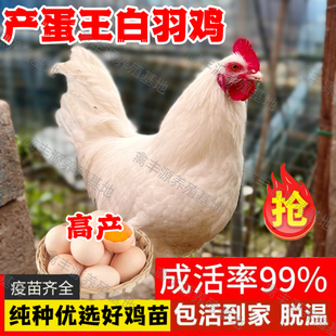 散养土鸡1.5斤纯种白来航鸡活苗蛋鸡活苗正宗白羽肉鸡活苗脱温鸡