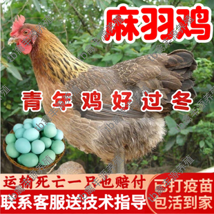 产蛋王麻羽鸡活苗高产绿壳蛋麻羽鸡正宗散养纯种麻羽鸡青年鸡活苗