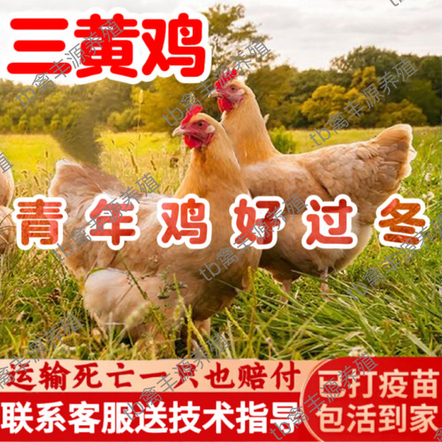 正宗散养三黄鸡活苗纯种三黄土鸡活苗半大脱温散养母鸡青年鸡活苗