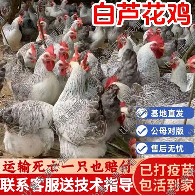 正宗散养白芦花鸡活苗彩凤鸡苗小鸡活苗半大鹊山鸡活苗稻花鸡活苗