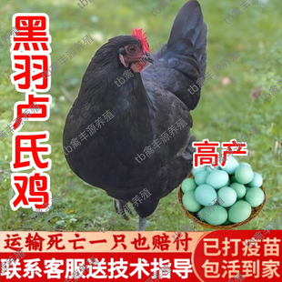 正宗卢氏鸡活苗绿壳蛋鸡活苗半大农家散养纯种黑羽卢氏绿壳蛋鸡苗