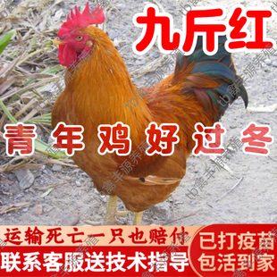 正宗散养九斤红公鸡活苗巨型红玉380鸡活苗大种九斤红青年鸡活苗