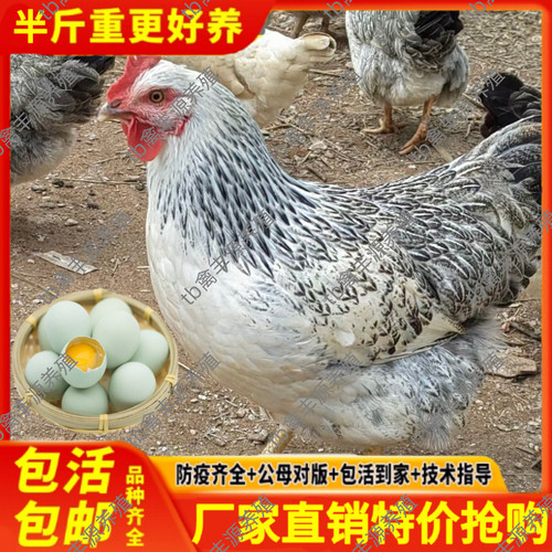 纯种散养白芦花鸡活苗半大鹊山鸡活苗稻花鸡活苗彩凤鸡苗小鸡活苗